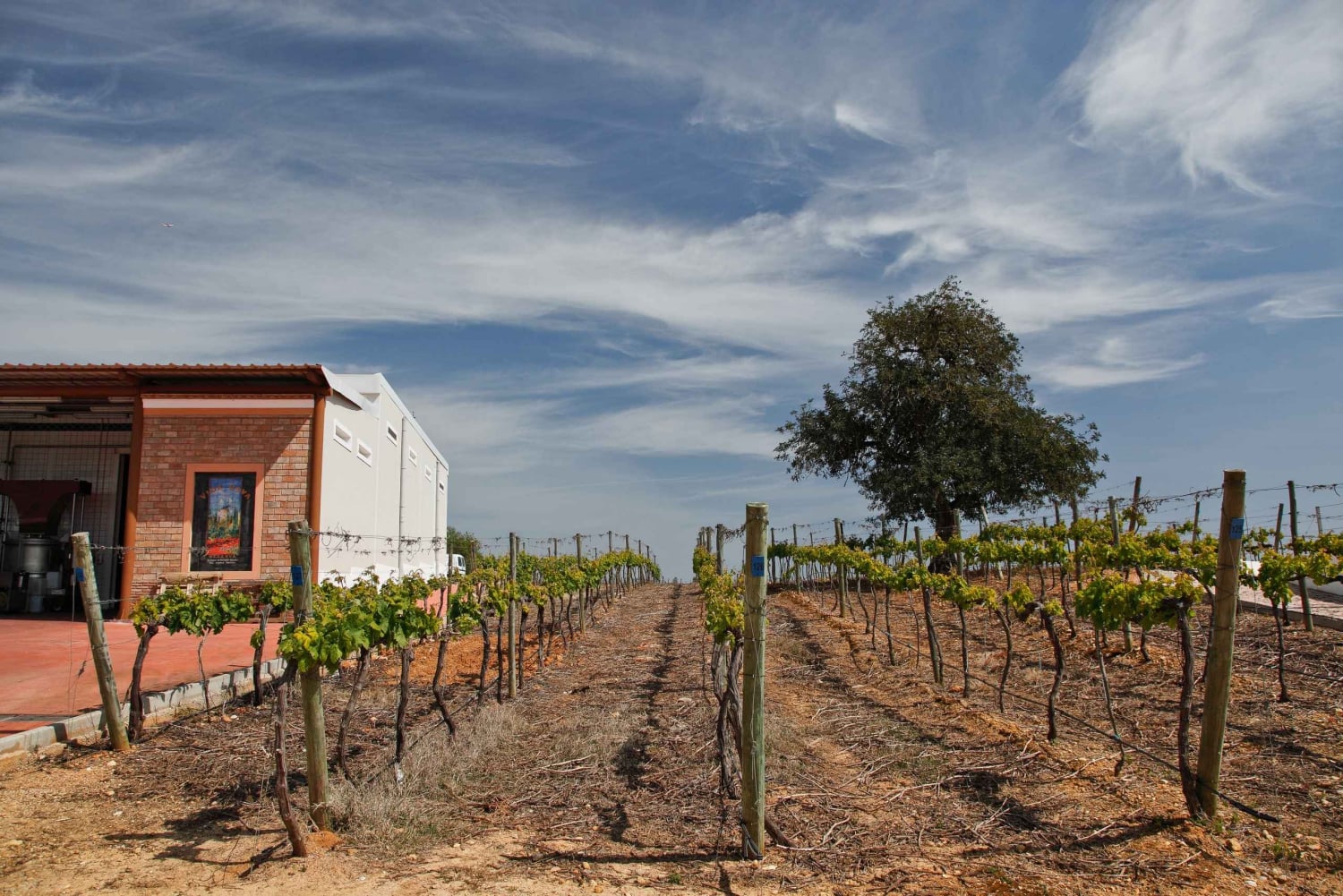 Esperienza nel mondo del vino