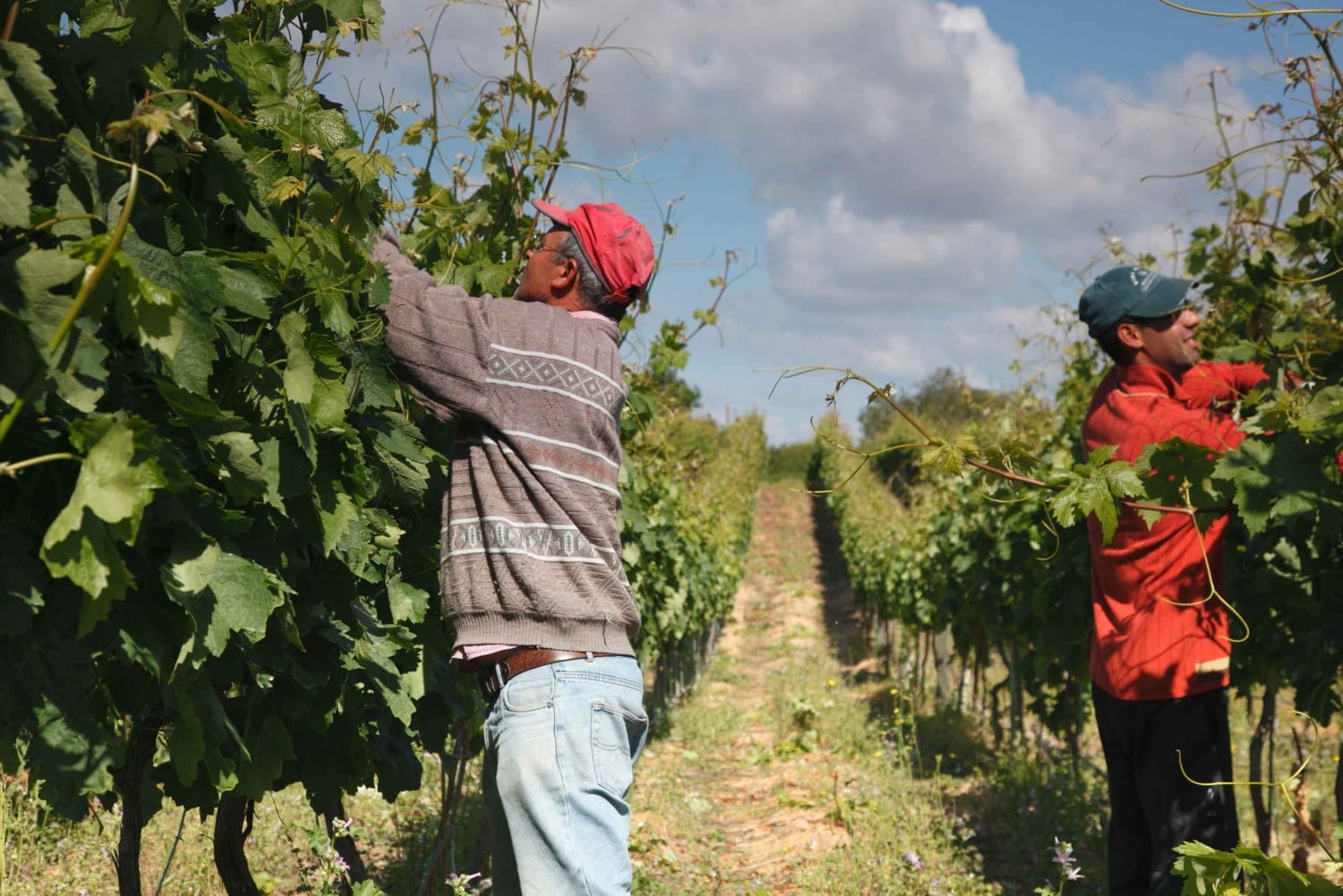 Esperienza nel mondo del vino