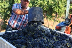 Esperienza nel mondo del vino