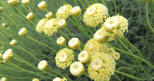 Mediterranean Gardeners Spring Fair