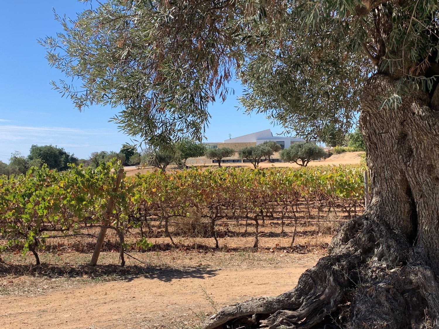 Vinsmaking og Vinmarksturer med ShhAlgarve