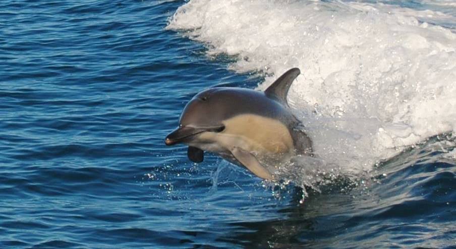 Winter Dolphin Watching