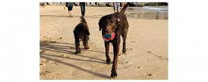 Algarve Dog Events - Weekly Dog Walk