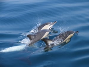 Benagil y delfines desde Lagos