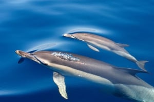Benagil y delfines desde Lagos
