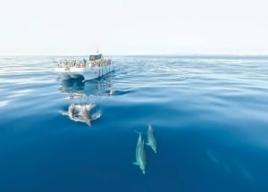 Garanzia di rimborso completo per l'osservazione dei delfini con AlgarExperience