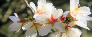 Festival of the Flowering Almond Trees 