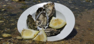 Oyster Tasting Experience