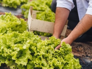 Q Farm Tours Quinta do Lago