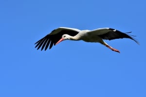 Sagres Birdwatching Festival 2018