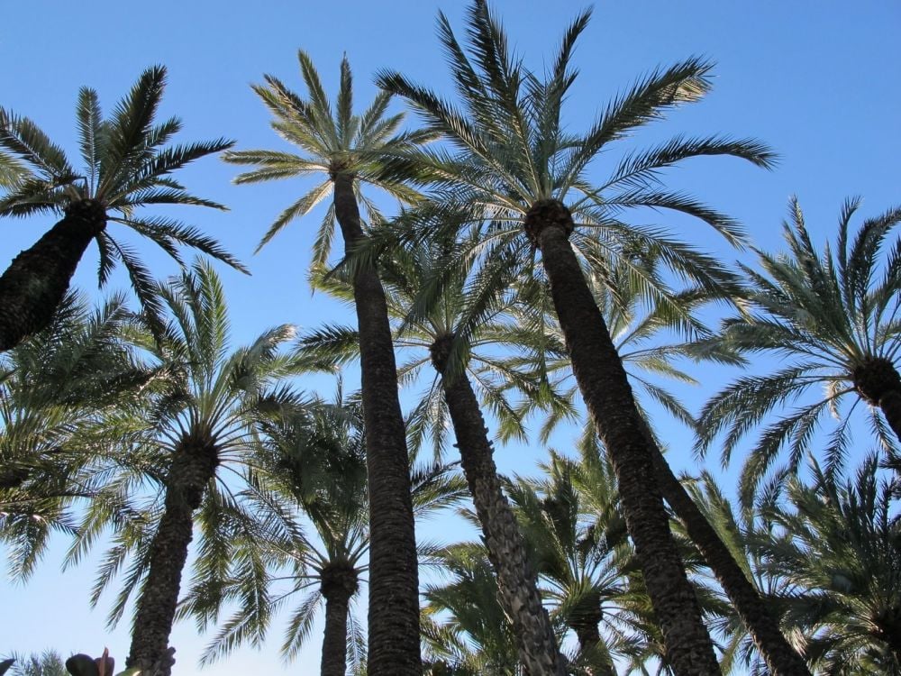 Elche palm trees, Alicante