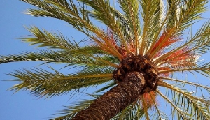 Passion Reigns in Alicante at Easter