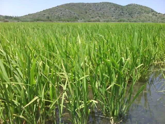Paddy field in Pego