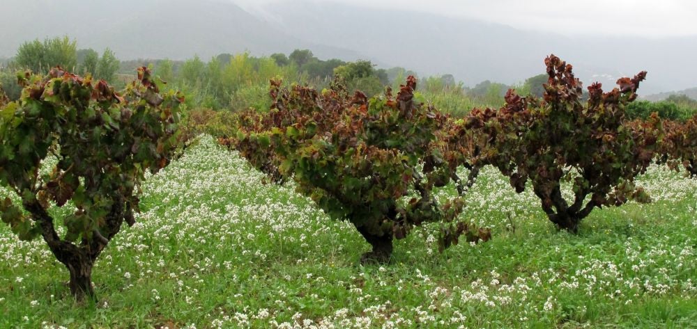 Bodegas Xalo in Jalon has award-winning wines and cava