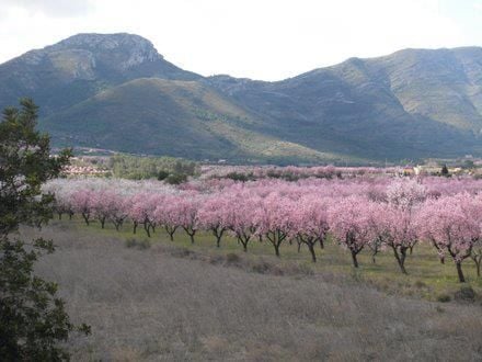 Blossom on trees in the Jalon valley
