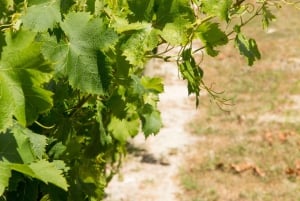 Alicante: natura e cultura, Guadalest, cascate e vino