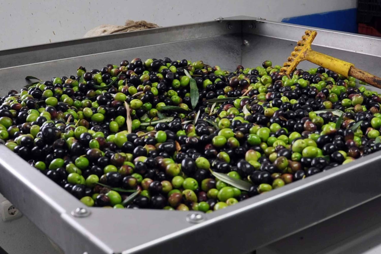 Alicante: tour dell'olio d'oliva con degustazione e picnic