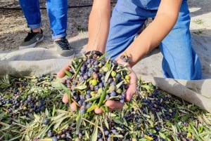 Alicante: olijfolietour met proeverij en picknick