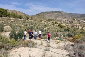 Alicante: olijfolietour met proeverij en picknick