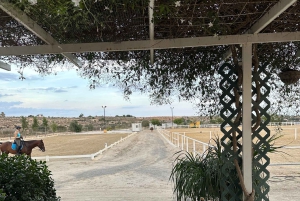 Alicante : promenade à cheval privée, brunch et prise en charge à l'hôtel