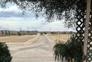 Alicante : promenade à cheval privée, brunch et prise en charge à l'hôtel