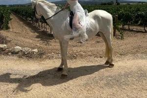 Alicante: Privater Ausritt & Picknick mit Transfer