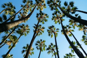 Alicante Shared Tour Old town, Elche & Huerto del Cura Grdns