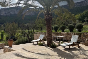 Alicante: Hållbar vin- och tapasupplevelse på 3 vingårdar