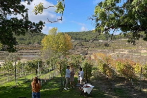 Alicante: Hållbar vin- och tapasupplevelse på 3 vingårdar