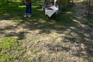 Alicante: Hållbar vin- och tapasupplevelse på 3 vingårdar