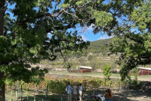 アリカンテ：3つのワイナリーで持続可能なワイン＆タパス体験