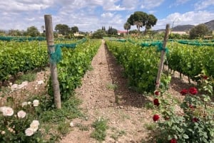 Alicante: Vinprovningstur med transfer och La Mola slott
