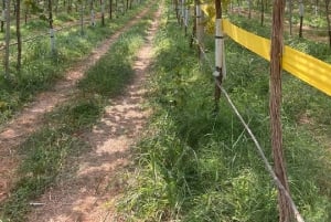 Alicante: Vinprovningstur med transfer och La Mola slott