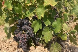 Alicante: Vinprovningstur med transfer och La Mola slott