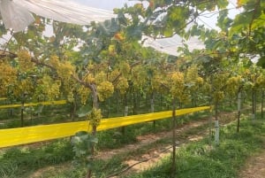 Alicante: Vinprovningstur med transfer och La Mola slott