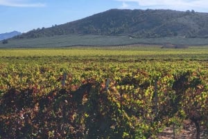 Day Trip and Discover the Heart of Alicante’s Wine Country!