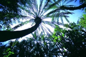 Elche: Ingresso para o Jardim Artístico Nacional Huerto del Cura