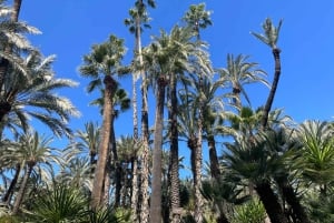 Elche: Ingresso para o Jardim Artístico Nacional Huerto del Cura