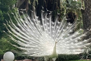 Elche: Ingresso para o Jardim Artístico Nacional Huerto del Cura