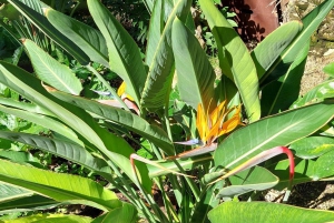 Elche: wandeltocht door het historische centrum en de botanische tuin Huerto de Cura