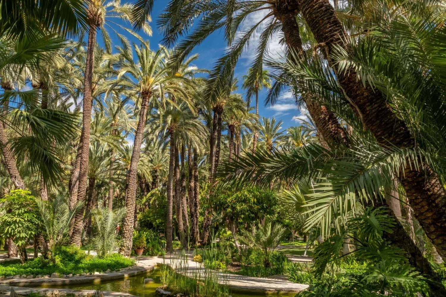 Fra Alicante: Halvdagstur til Elche med palmer, historie og kulturarv