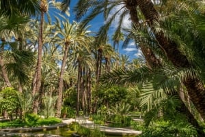 Au départ d'Alicante : Elche, demi-journée entre palmiers, histoire et patrimoine