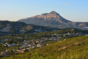 From Alicante: Elche Half-Day of Palms, History & Heritage