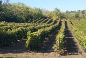 Alicante: tour guidato della cantina storica + degustazione di vino / trasporto privato