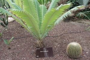 Alicante: UNESCO Heritage Palm grove + Artistic Garden Tour