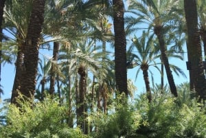 Alicante: UNESCO Heritage Palm grove + Artistic Garden Tour