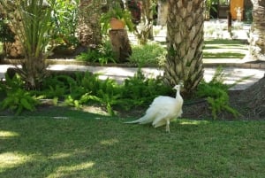 Alicante: UNESCO Heritage Palm grove + Artistic Garden Tour
