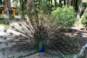 Alicante: UNESCO Heritage Palm grove + Artistic Garden Tour