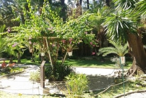 Alicante: UNESCO Heritage Palm grove + Artistic Garden Tour