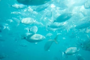 De Valência: Ilha de Tabarca